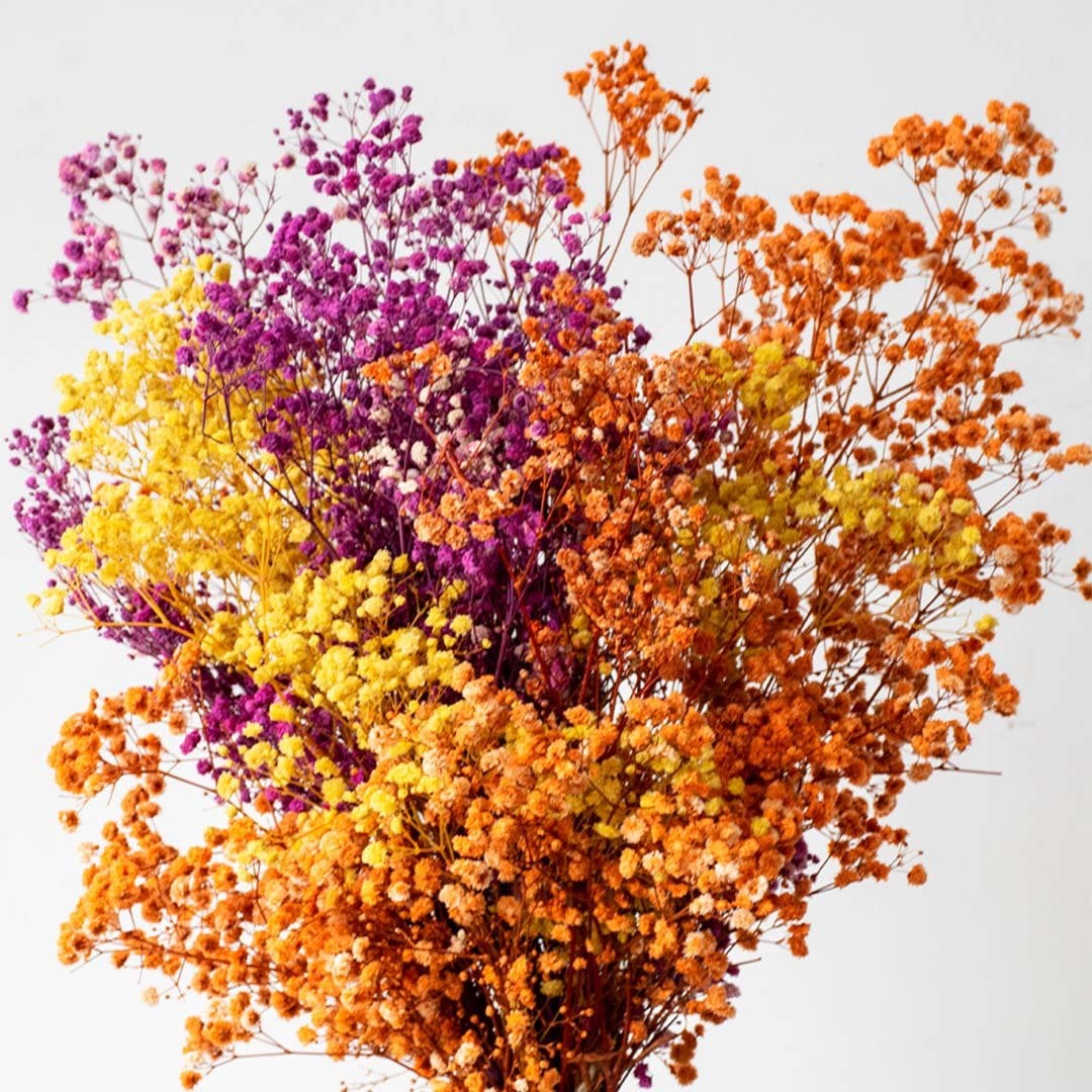 Detailed closeup of colorful preserved babys breath flowers highlighting delicate blooms natural finish and premium decorative quality.