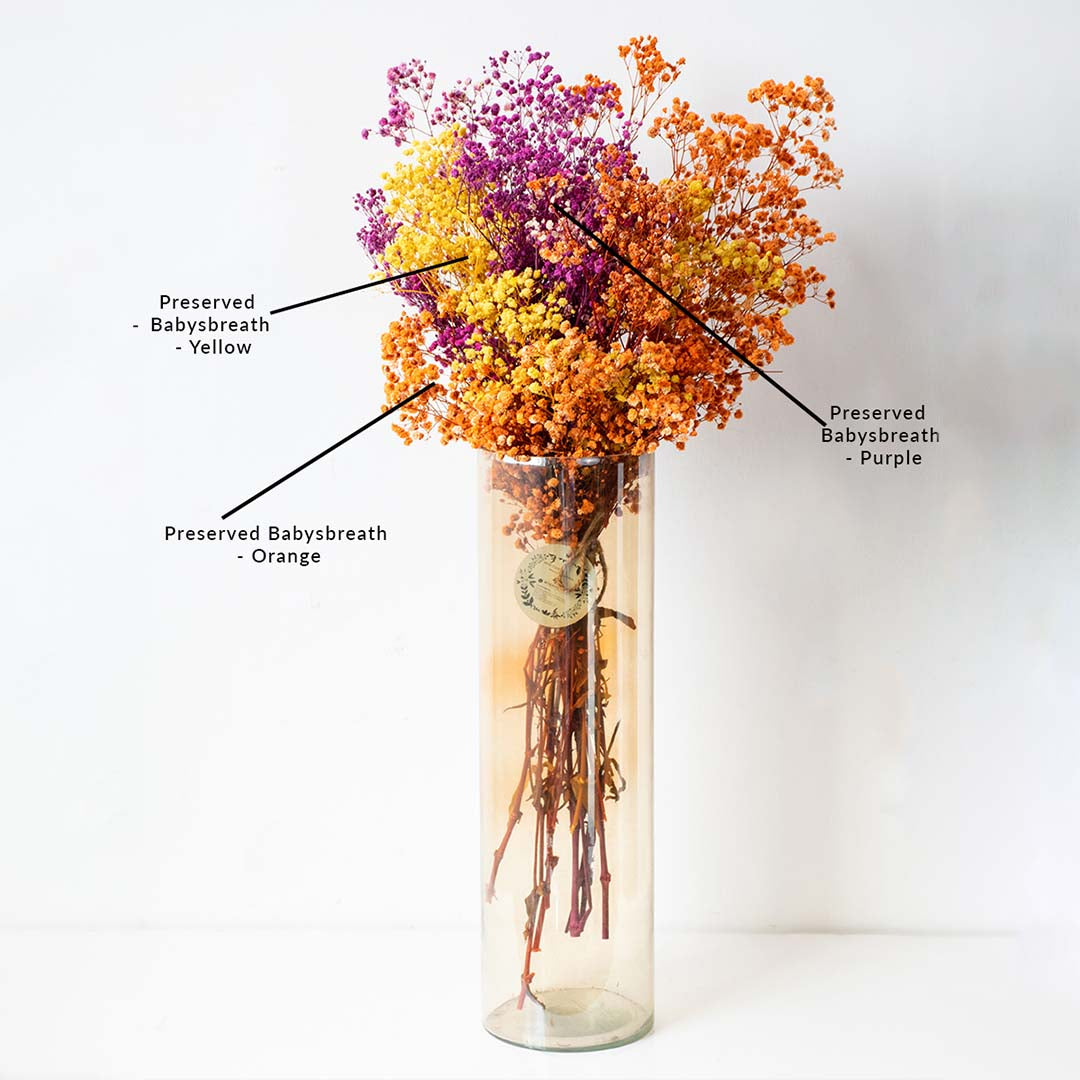 Colorful purple yellow and orange dried babys breath flower mix in a tall glass cylinder vase on a white background.