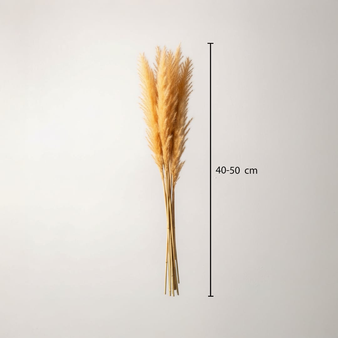 small pampas grass beige dimensions