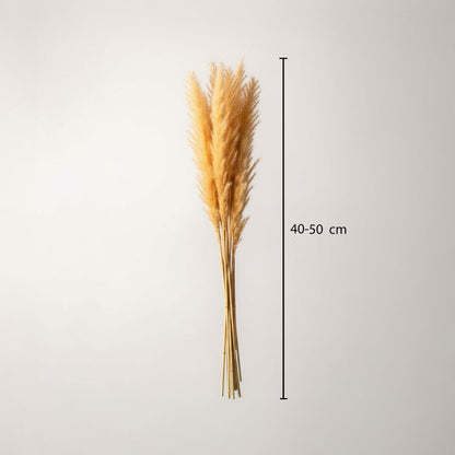 small pampas grass beige dimensions