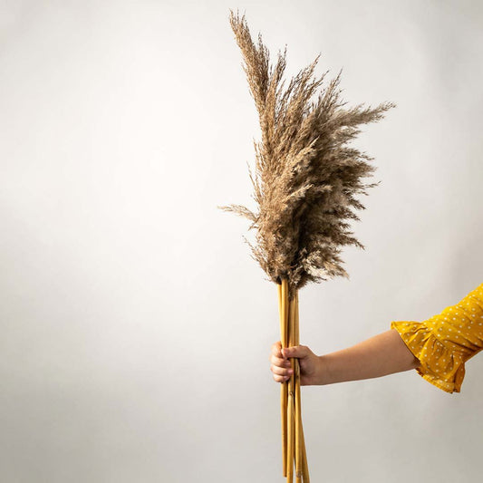 Hand holding a single fluffy natural brown dried pampas grass stalk for rustic bohemian living room vase decor on white backdrop.