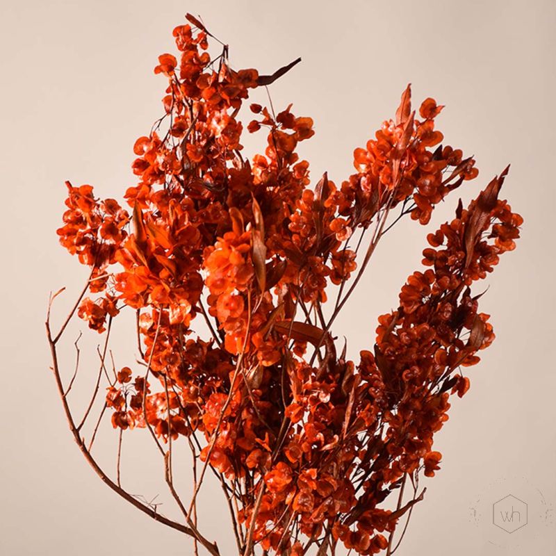 Preserved Butterfly Flower - Orange Closeup