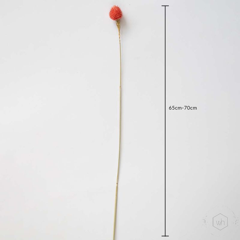 Strawberry Fruit Pink Dimensions