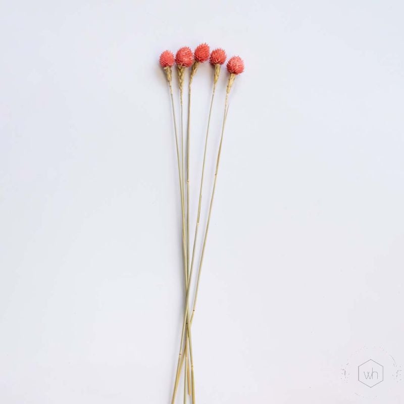 Strawberry Fruit Pink White Background