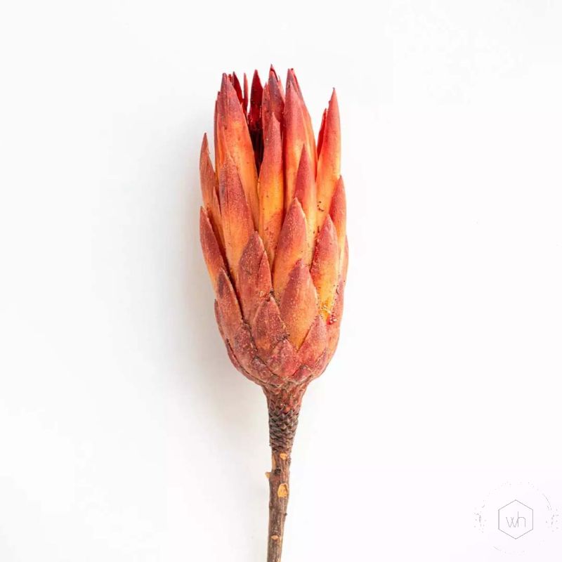 Dried Flower Protea Red Closeup