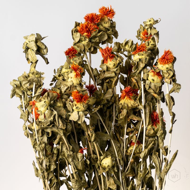 Dried Pineapple Flower - Orange Closeup