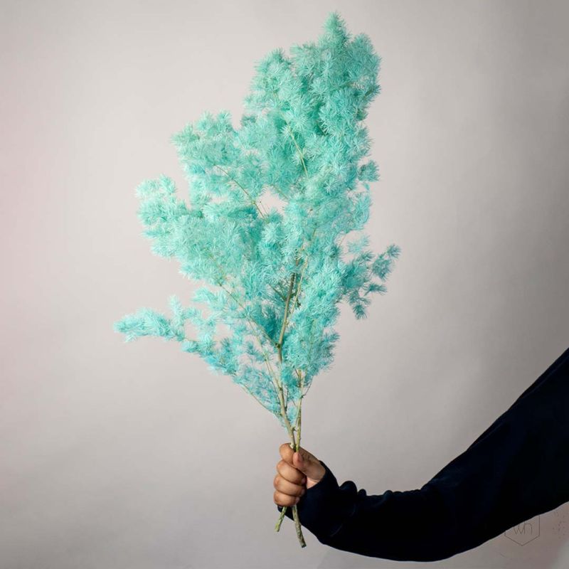 Dried Fern Asparagus - Tiffany BlueHand Image