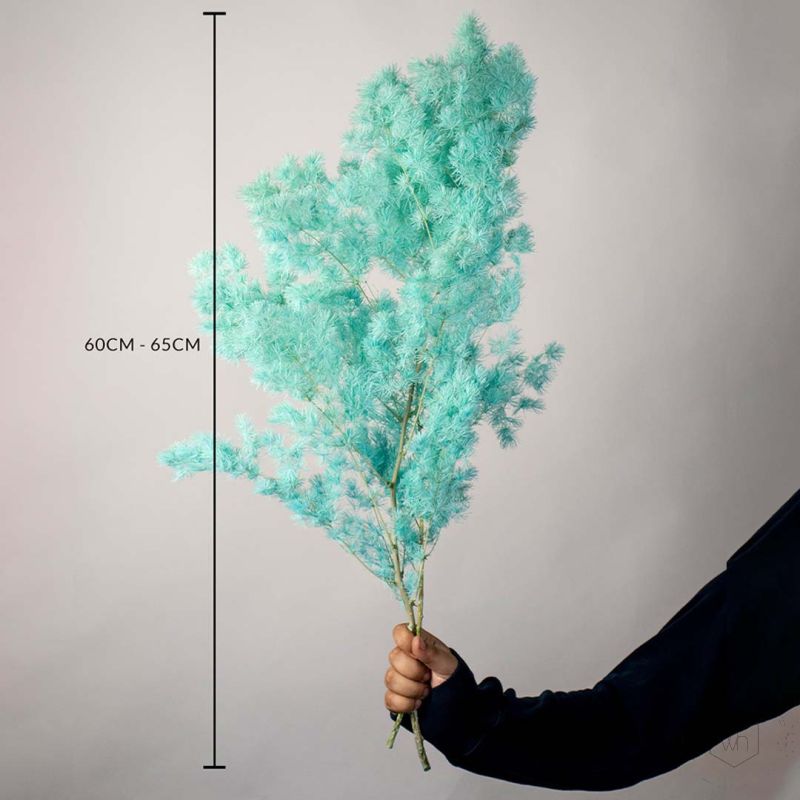 Dried Fern Asparagus - Tiffany Blue Dimensions