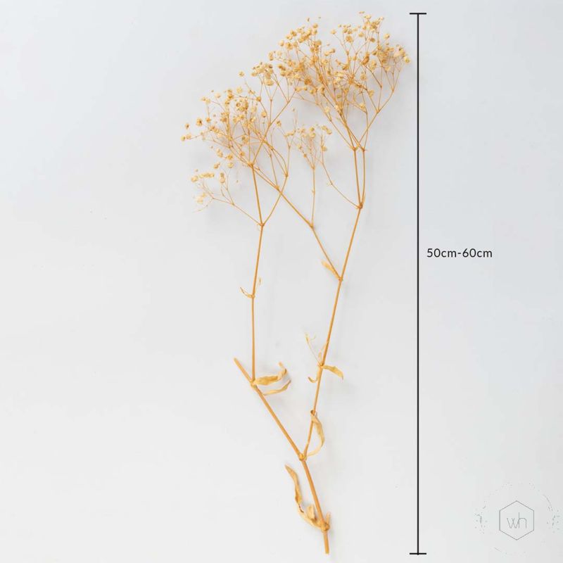 Preserved Babysbreath Dried Flower - Off-white Dimensions