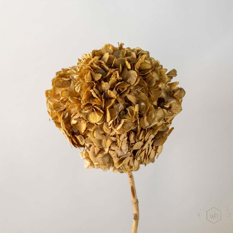 Preserved Hydrangea - Green Closeup