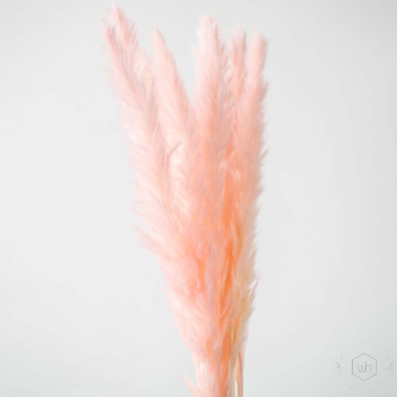Small Pampas Grass - Light Pink Closeup