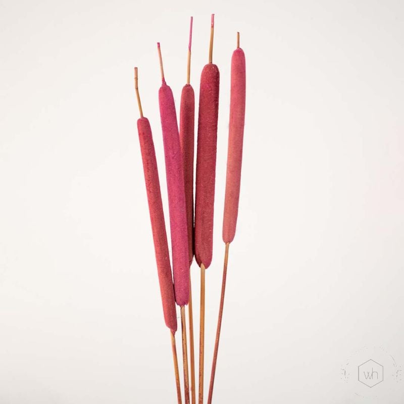Typha Grass Pink Set of 5 Closeup