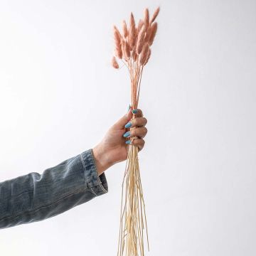Dried pink bunny tail grass bunch with natural fluffy stems perfect for vase styling and boho home decoration.