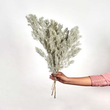 Dried Fern Asparagus Grey Hand Image