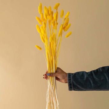 Phalaris Dried Grass Yellow Hand Image 1