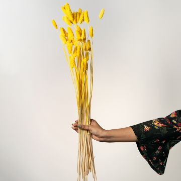 Phalaris Dried Grass Yellow White Background