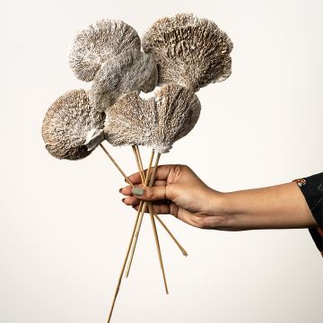 Dried Mushroom Magical White Set of 8 Hand Image