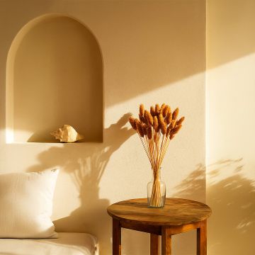 phalaris dried grass rust main lifestyle