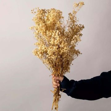 Preserved Babysbreath Dried Flower White Hand Image