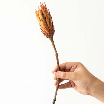 Dried Flower Protea Yellow Hand Image