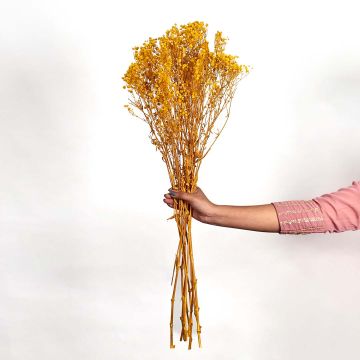 Preserved Babysbreath Dried Flower - YellowHand Image