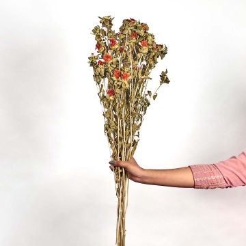 Dried Pineapple Flower - OrangeHand Image