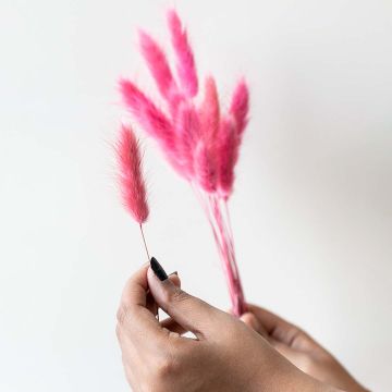 Bunny Tail Dried Pampas Grass - Ruby PinkHand Image