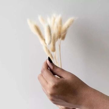 Bunny Tail Dried Pampas Grass - WhiteHand Image