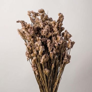 Don't Forget Me - Pink - Dried Flower Closeup