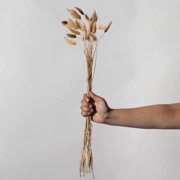 Dried Bunny Tail Bunch 25 stems - BeigeHand Image