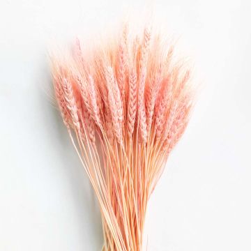 Dried Wheat Grass - Pink White Background