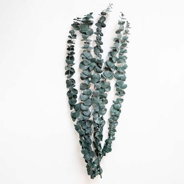 Preserved Eucalyptus Grass - Green White Background