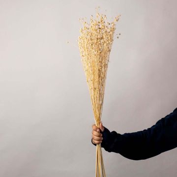 Dried Natural Lino FlowerHand Image