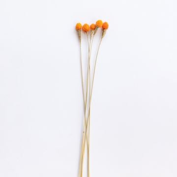 Strawberry Fruit - Orange White Background