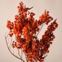 Preserved Butterfly Flower - Orange