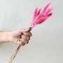 Pink dried bunny tail stems displayed on a clean white background ideal for colorful modern home styling.