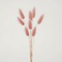 bunny tail dried pampas grass copper pink white background