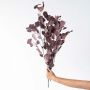 Deep red dried eucalyptus stems displayed on a clean white background ideal for natural bold home styling.