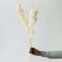 Dried Ruscus Pampas Grass   White White Background