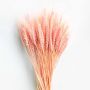 Dried Wheat Grass Pink Closeup