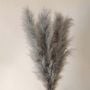 Closeup view of natural pampas grass plumes with soft fluffy texture for boho wedding home and office decor.