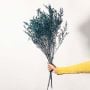 Artificial preserved teal limonium stem with natural branch base ideal for vases floral decoration and modern home styling.