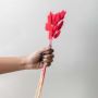 Minimalist red bunny tail dried grass bunch styled in white round ceramic vase against plain white background.