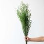 Natural green dried foliage bunch displayed in decorative white ceramic vase on plain white background floral decoration.