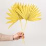 Single yellow dried palm leaf shown on white background for modern vase decoration.