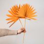 Orange dried palm leaf displayed on white background for vase styling and boho decorative accents