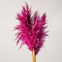 Closeup of fluffy magenta pampas grass plumes with soft feathery texture for elegant vase styling and decor.