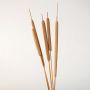Detailed look at brown cattail stalk highlighting natural texture for rustic and modern home decoration.
