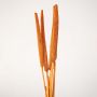 Detailed view of black bulrush stem highlighting smooth texture and natural earthy tone for decorative styling.
