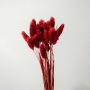 Closeup of red lagurus bunny tail grass preserved natural stems lifestyle floral decor on light white background.